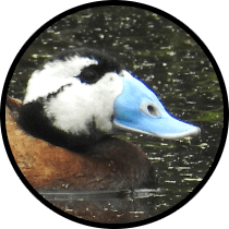 Andalucía Birdwatching Tour