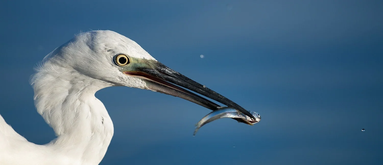 Private Full-Day Camargue Delta Birding Tour
