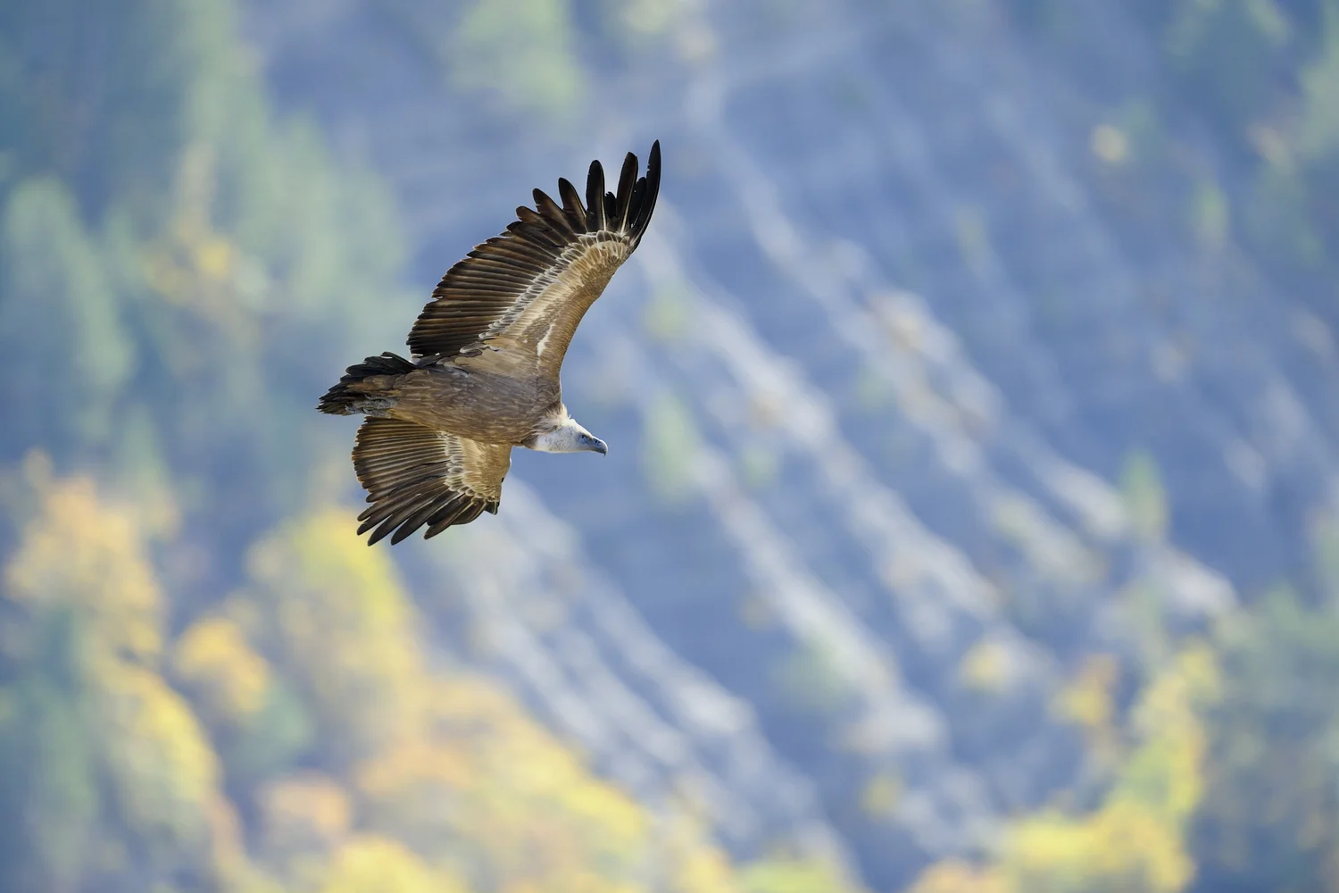 Private Full-Day Baronnies Birding Tour
