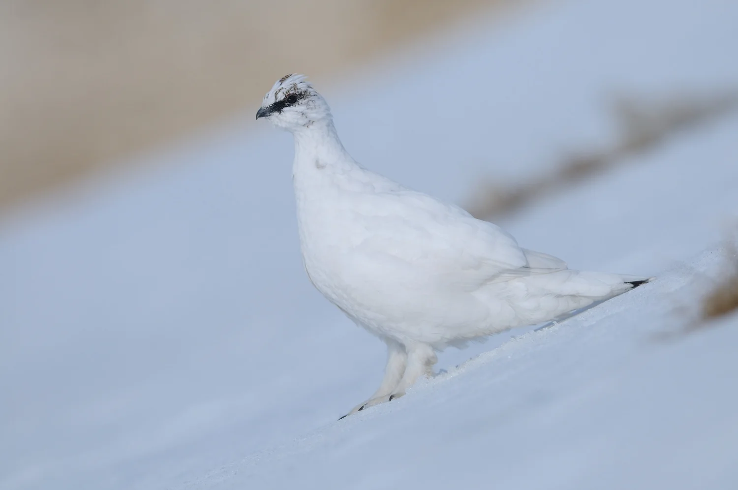 Private Full-Day French Alps Birding Tour