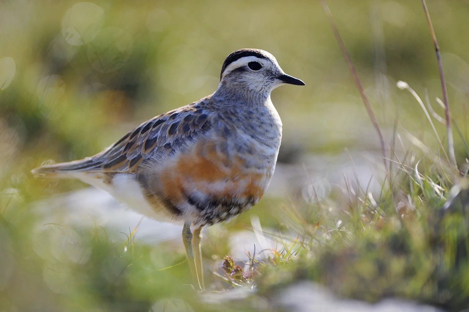 Custom Multi-Day Provence and French Alps Birding Journey