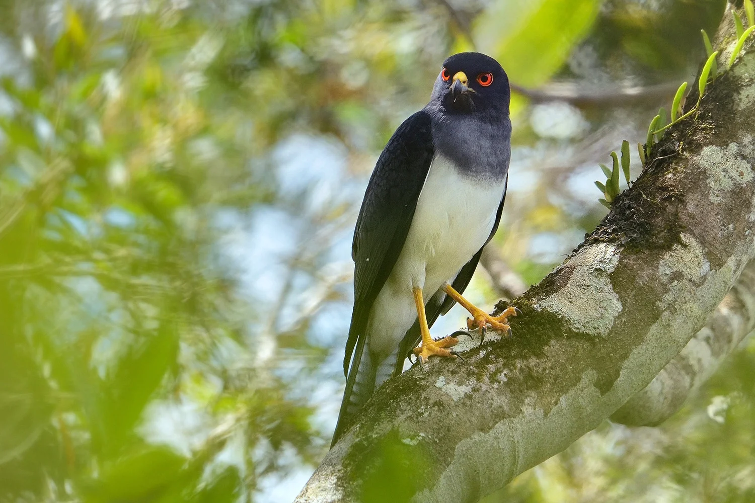 Custom New Caledonia Birding Expedition