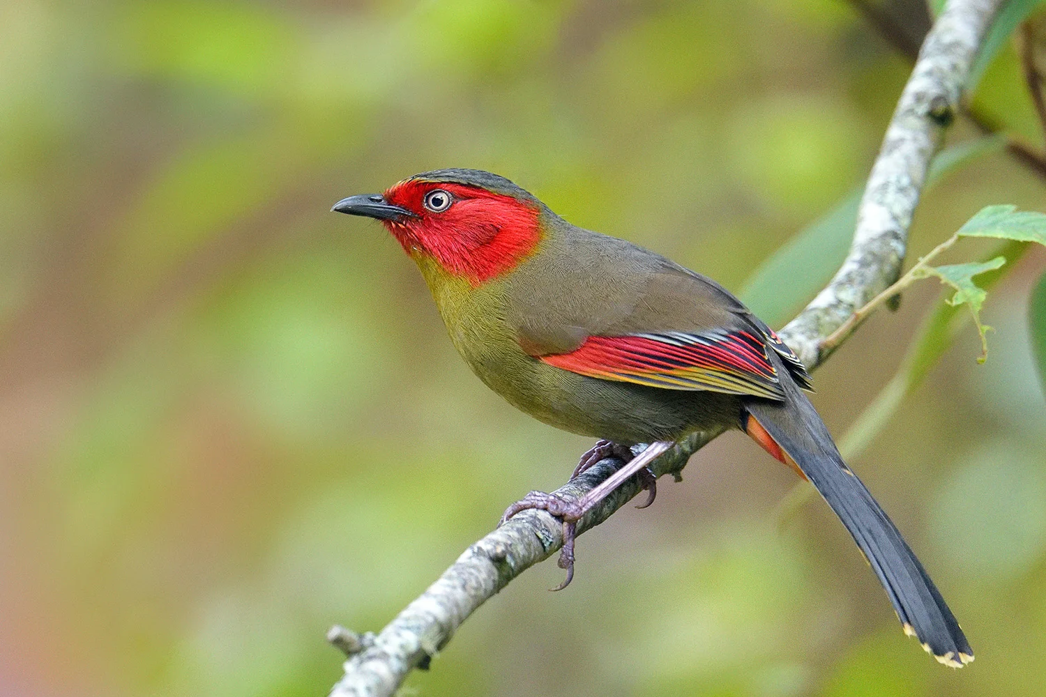Custom Two-Week Thailand Birding Tour