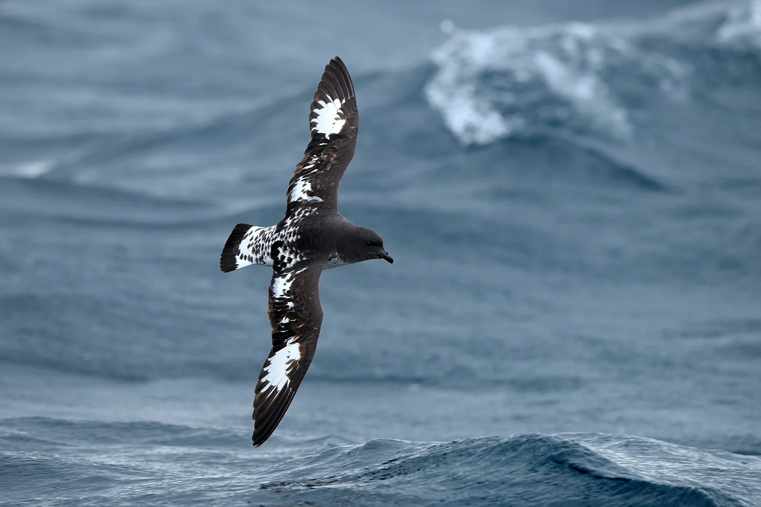 Custom New Zealand Pelagic Birding Journey
