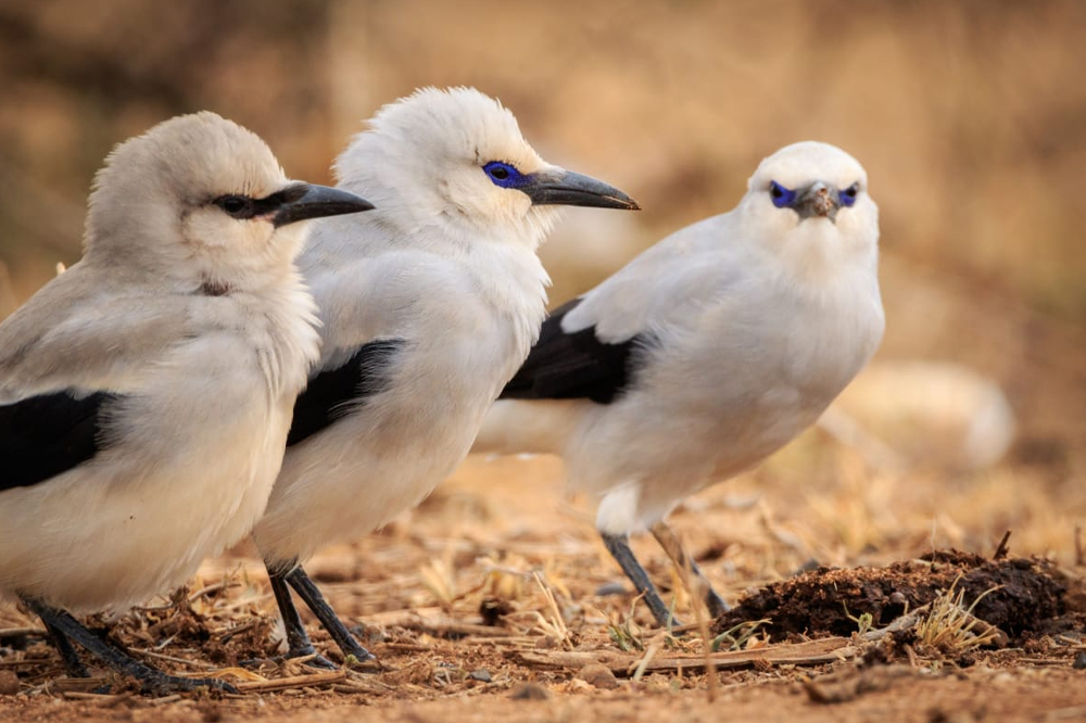 Private 16-Day Ethiopian Endemics Birding Tour