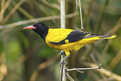 Private North Goa Birding Trip with Rahul Alvares