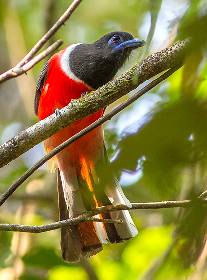 Private Cotigao Wildlife Sanctuary Birding Trip