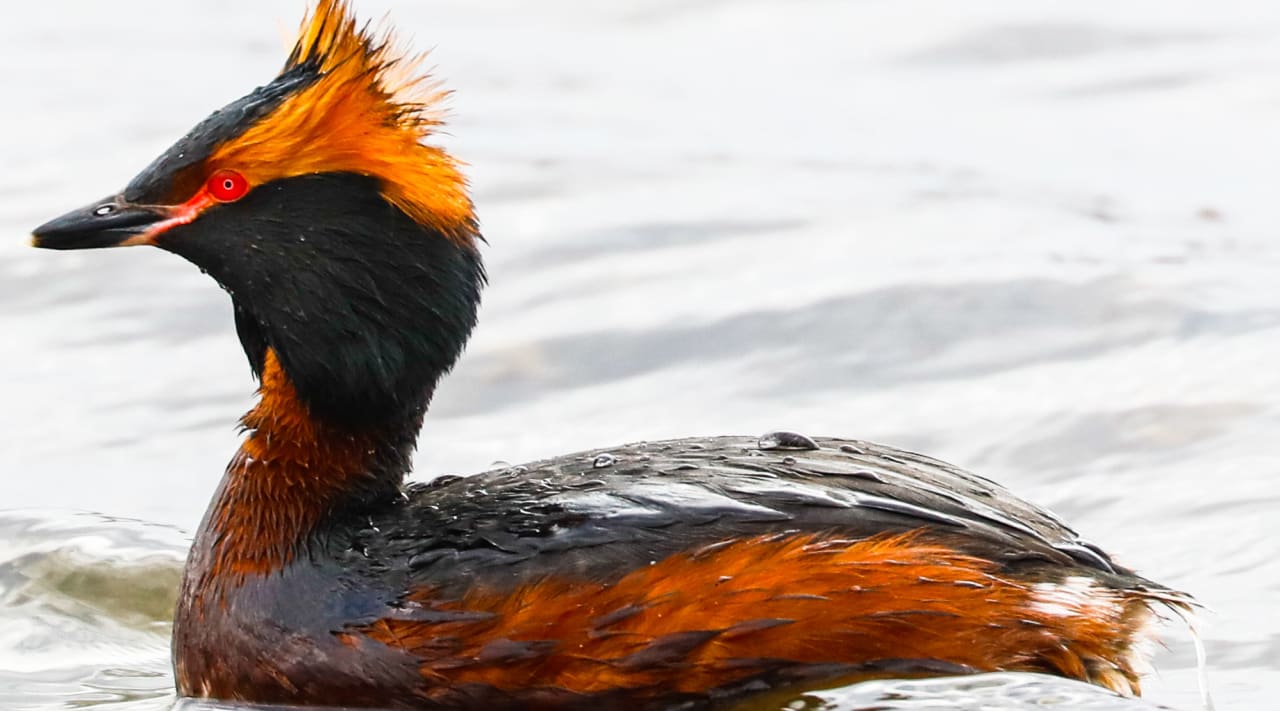 Private Custom Birding and Photography Tour in Iceland