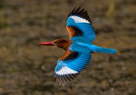 Private Bondla Wildlife Sanctuary Birding Trip