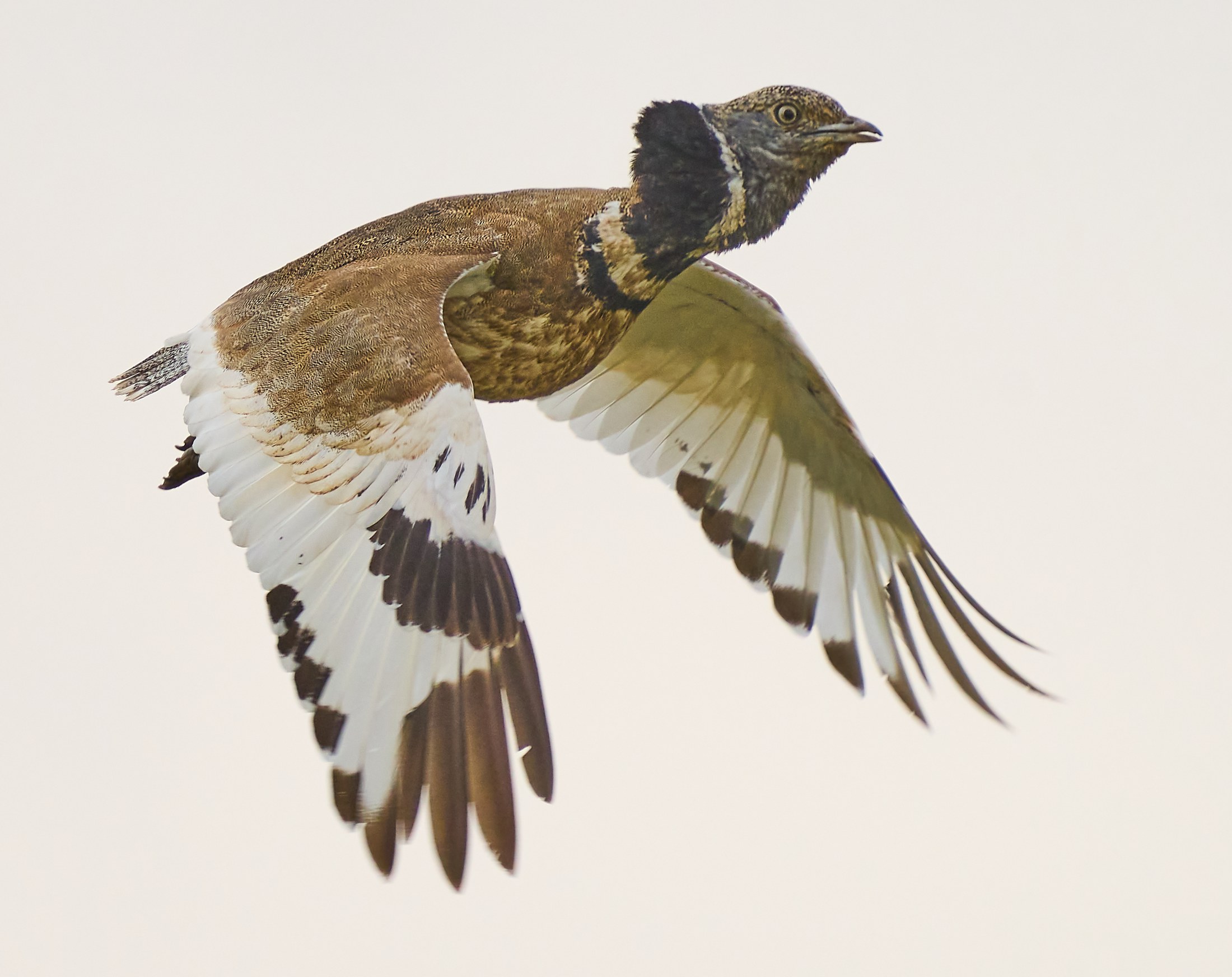 Private Half-Day Birding and Picnic in Almodovar