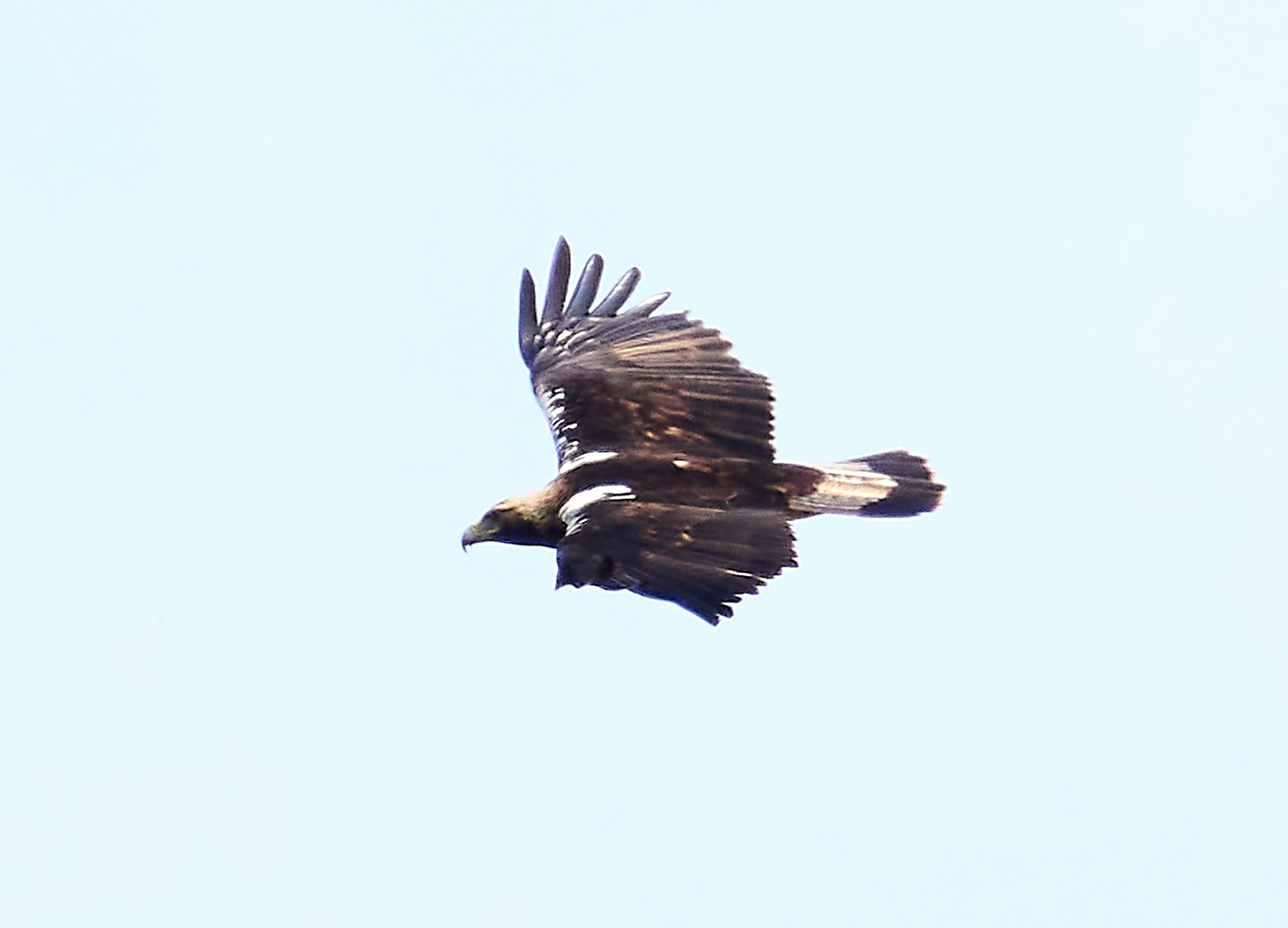 Private Full-Day Bustards and Eagles Birding Tour