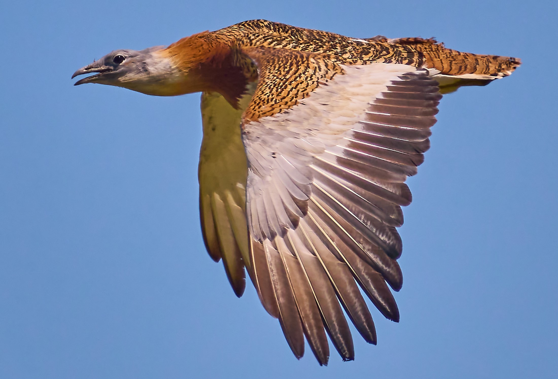 Private 4-Day Almodovar Bustards and Eagles Stay