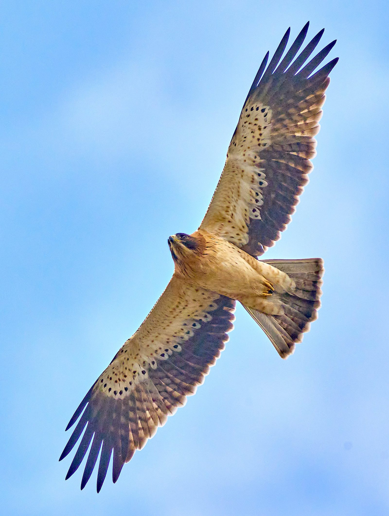 Private 7-Day Almodovar and Algarve Birding Stay