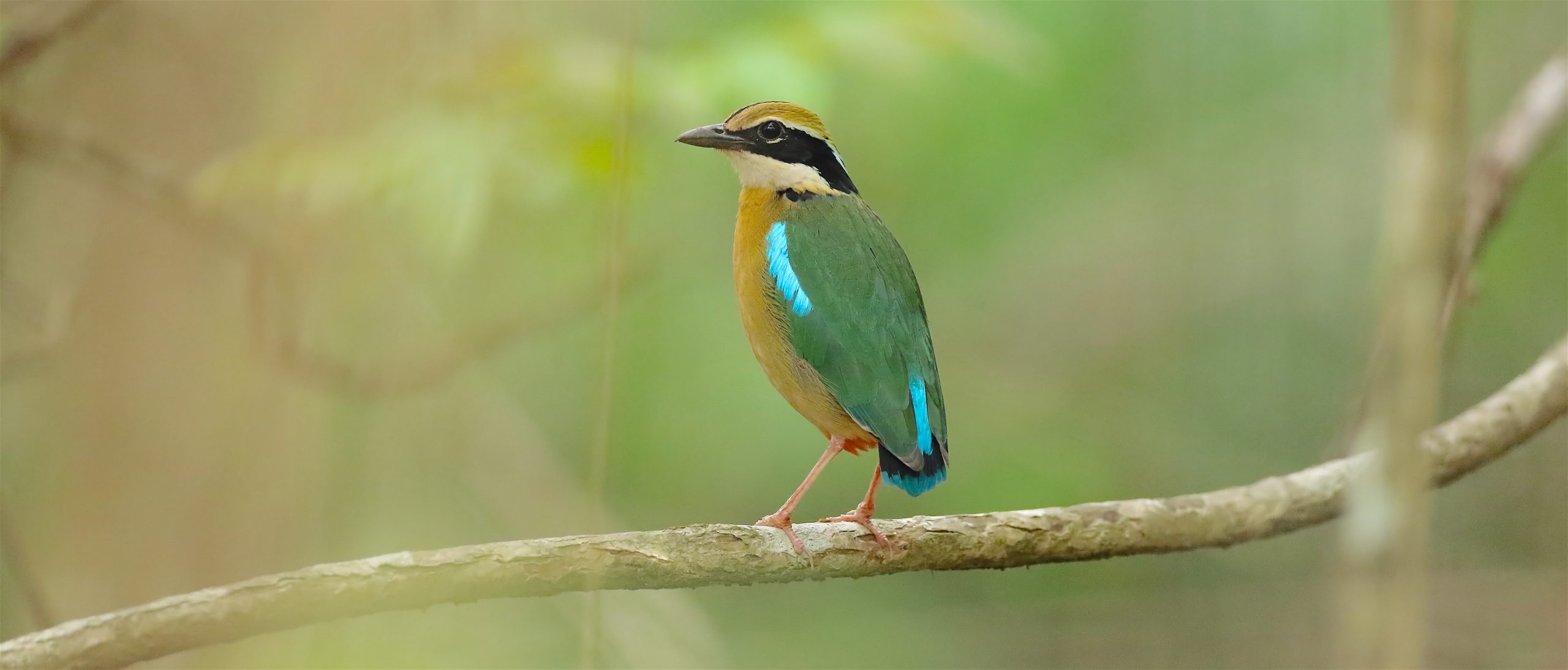 Private Forest and Western Ghats Birding Day Trip