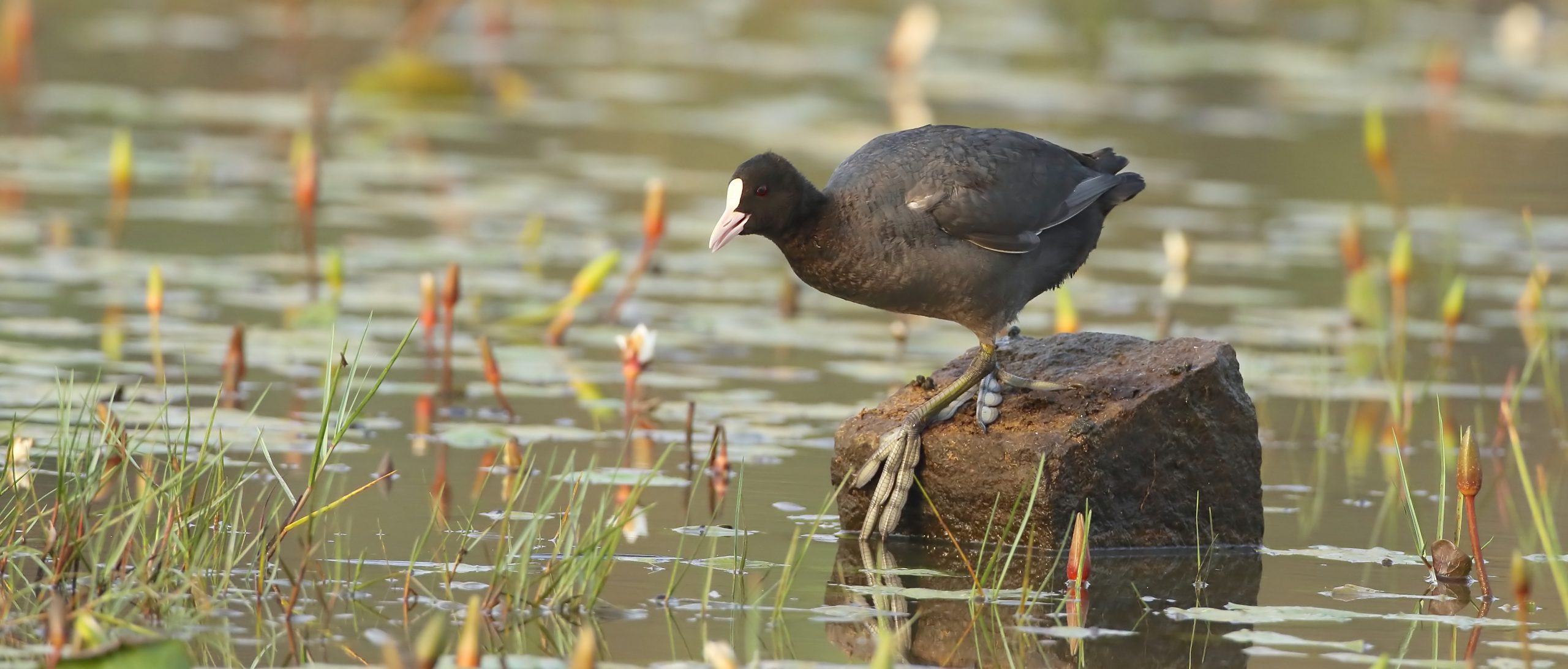 Private Mangroves, Beach and Wetlands Birding Day Trip