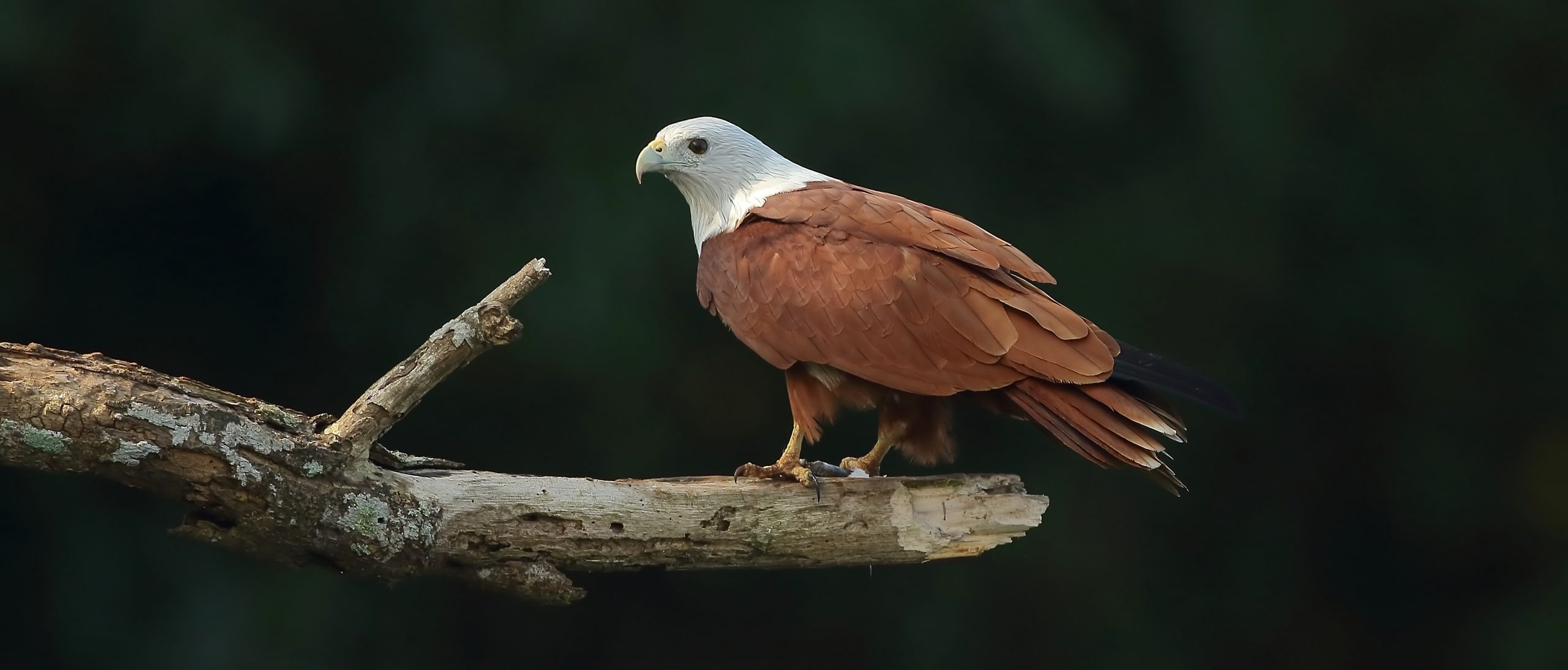 Private Netravali and Cotigao Forest Birding Day Trip