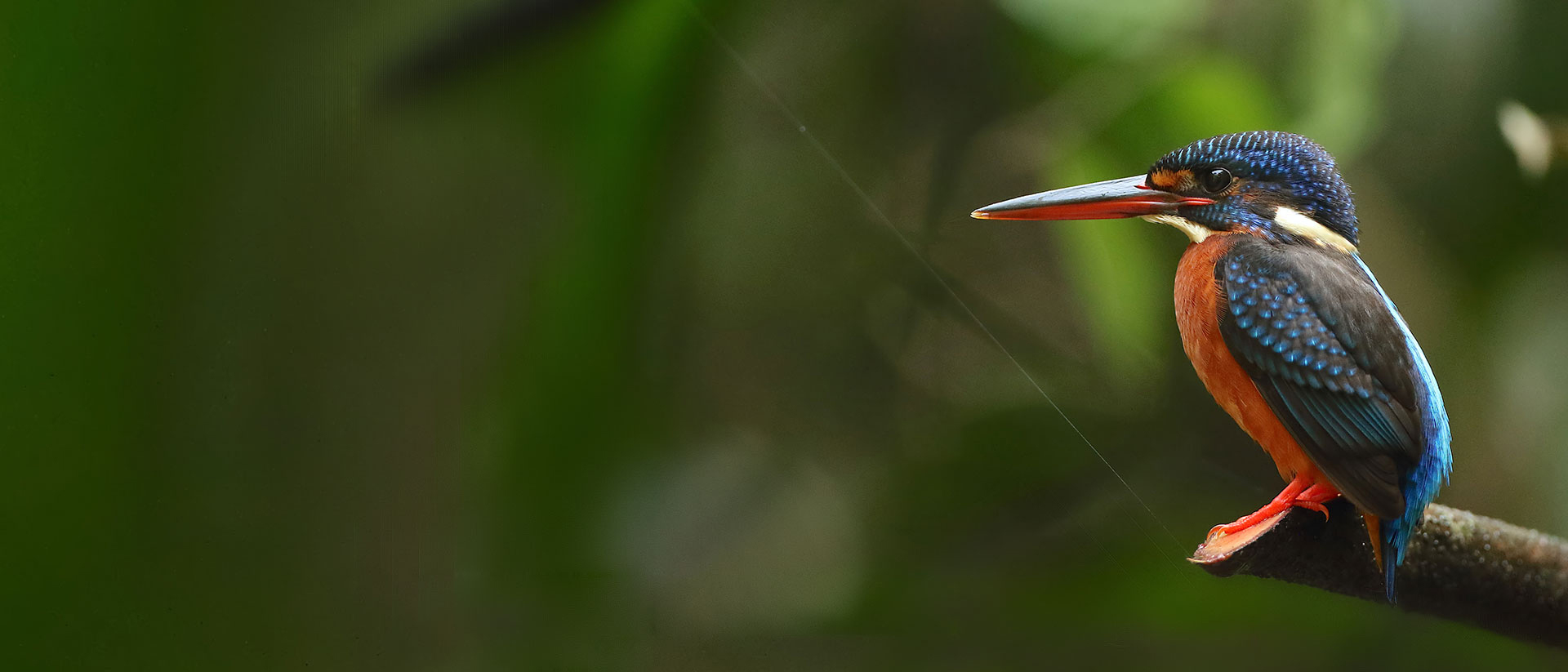 Private Goa Target Species Birding Day