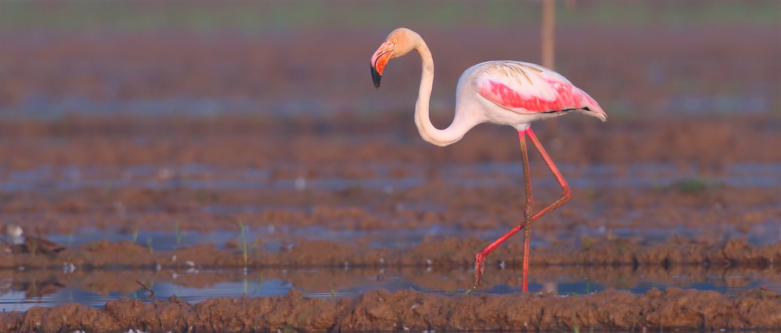 Private Goa Passage Migrants Birding Trip