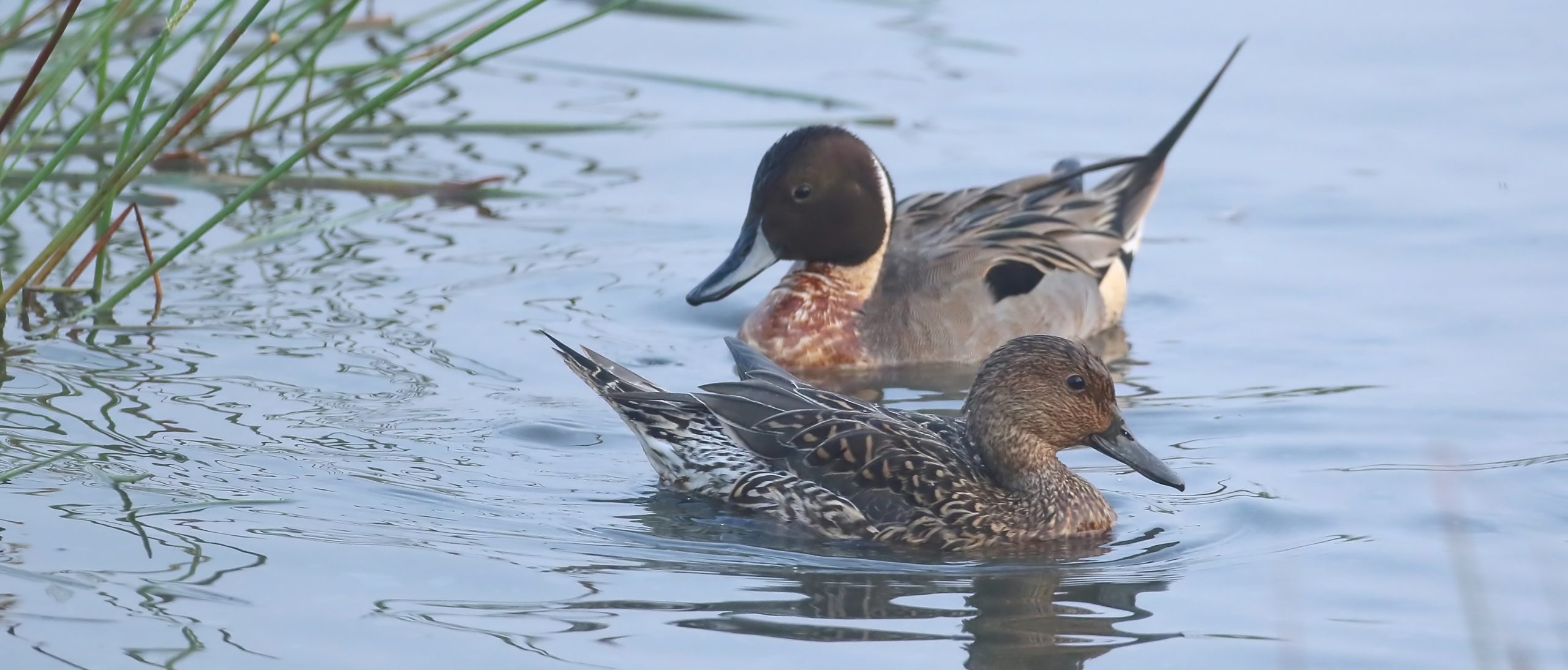 Private 3-Day Goa Birding Stay