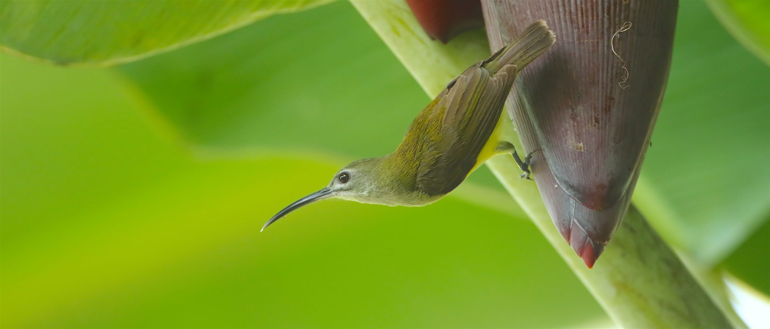 Private 5-Day Goa and Castlerock Birding Stay