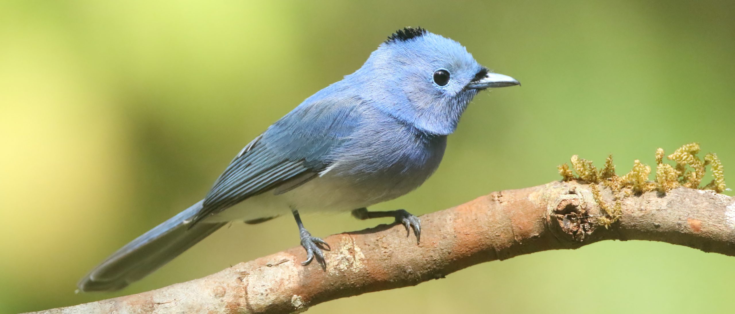 Private 8-Day Goa and Western Ghats Birding Stay