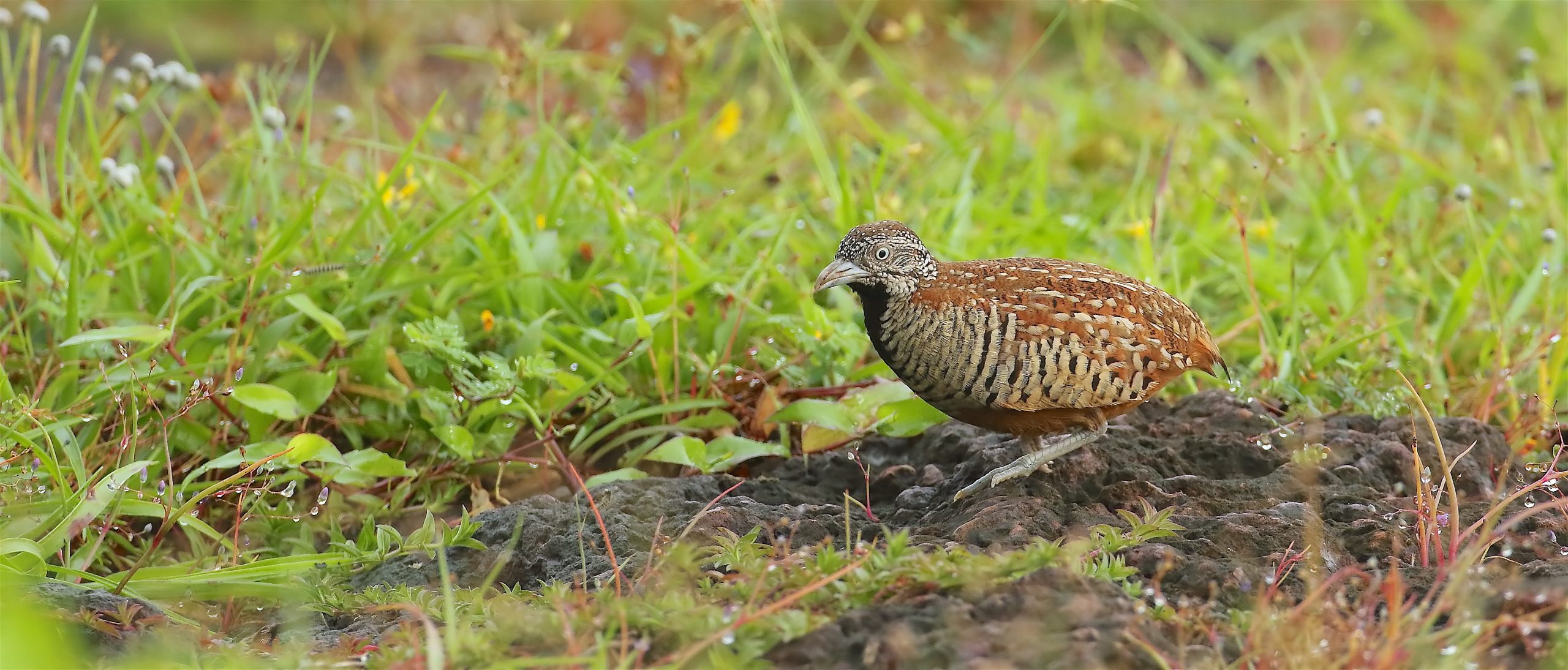 Private 3-Day Old Magazine House and Dandeli Birding Tour