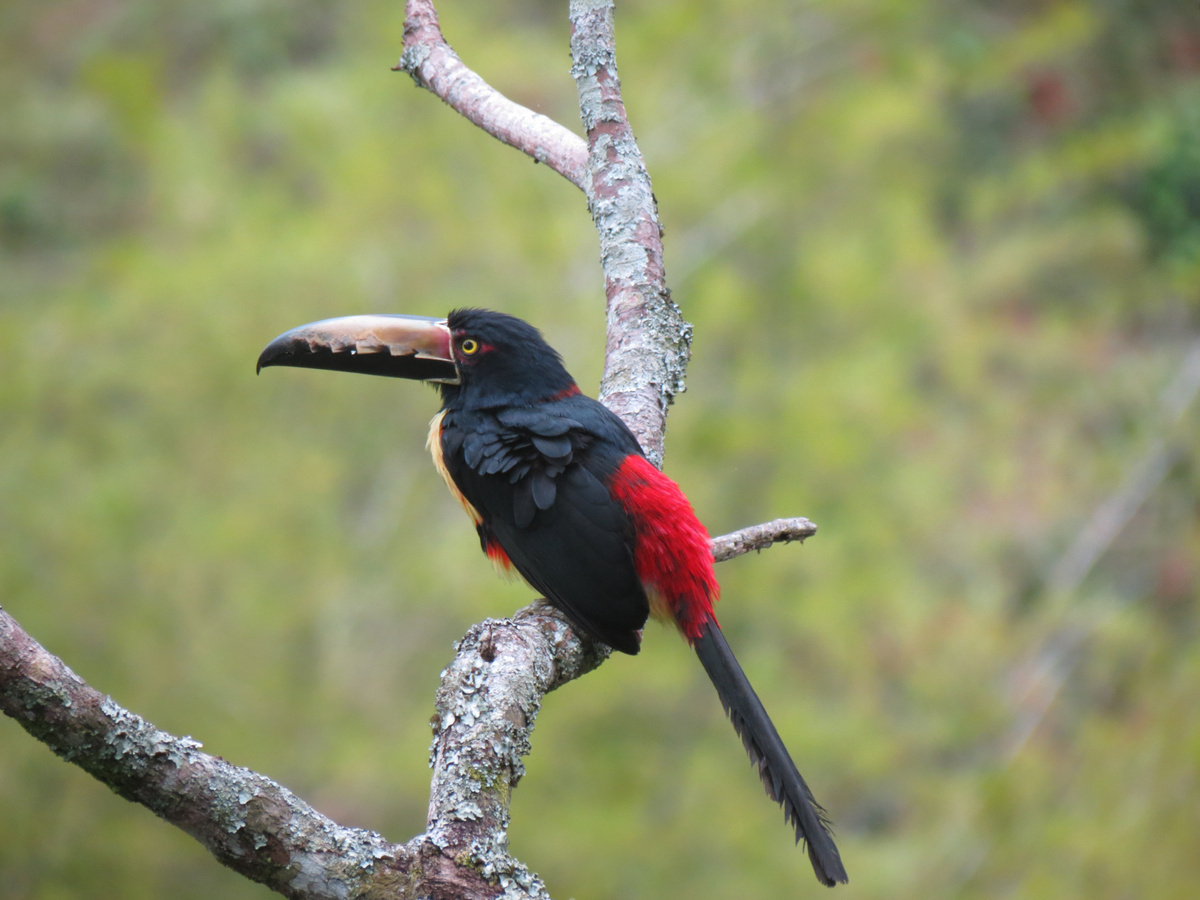 Private Palmonte Terrace and Flor de Monte Birding Experience