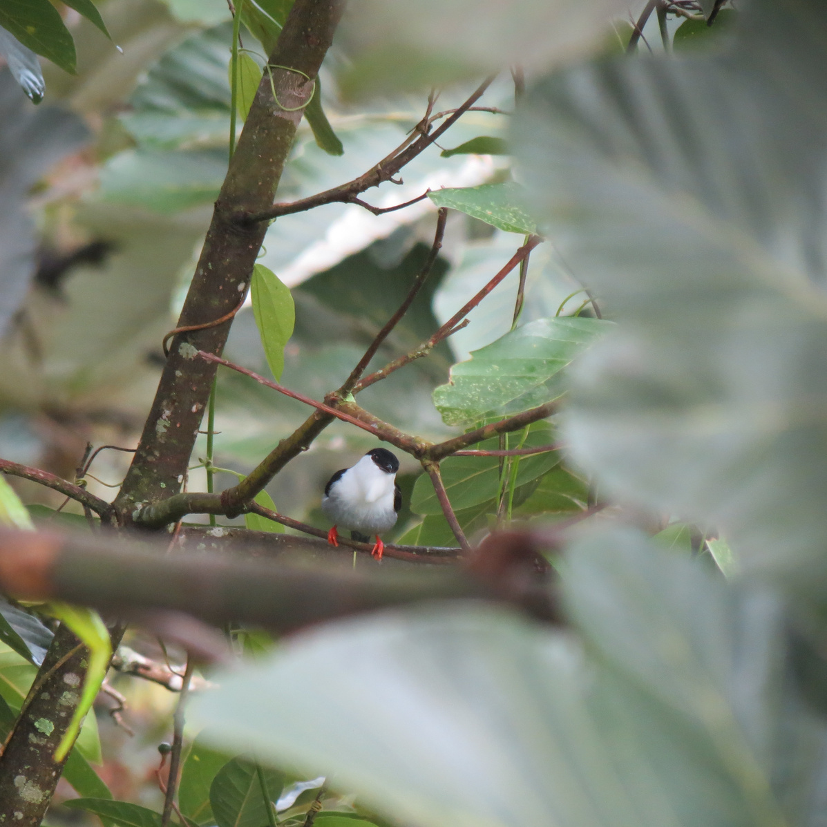 Private El Carpintero Bonito Birding Route