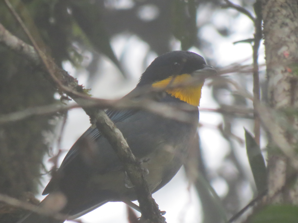 Private Musguerito Birding Route