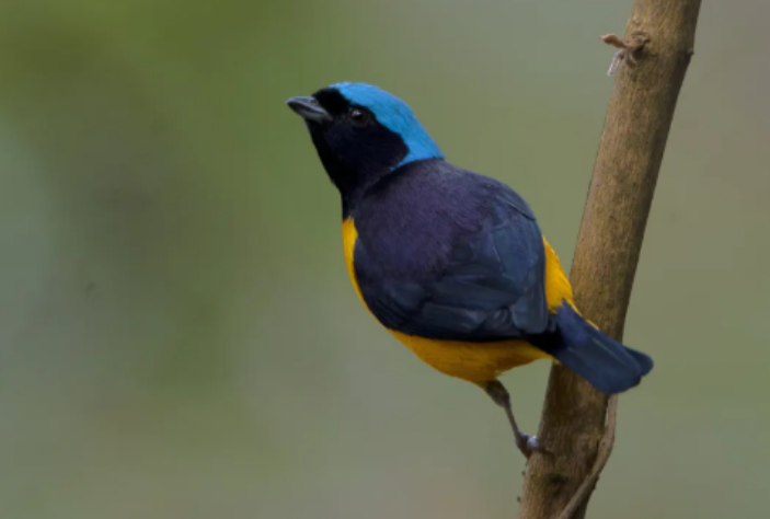 Private El Paraiso de las Tangaras Birding Route