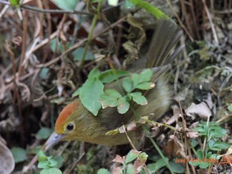 Private Tai Po Kau Birding Tour