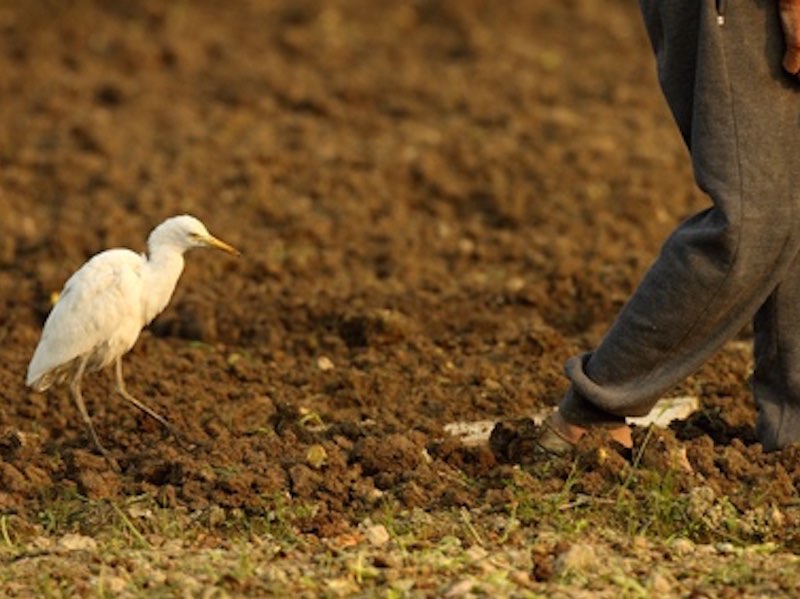 Private Long Valley Birding Tour