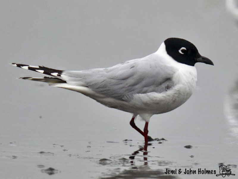Private Mai Po Marshes Birding Tour