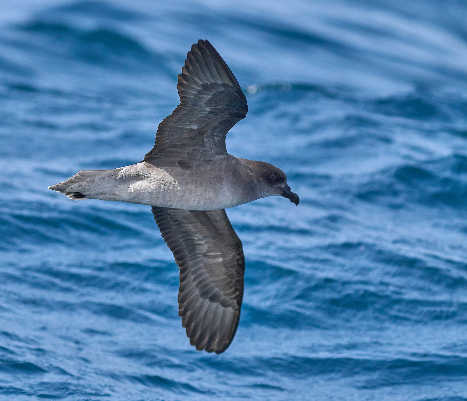 Santo Antao Extreme Pterodroma Pelagic Expedition