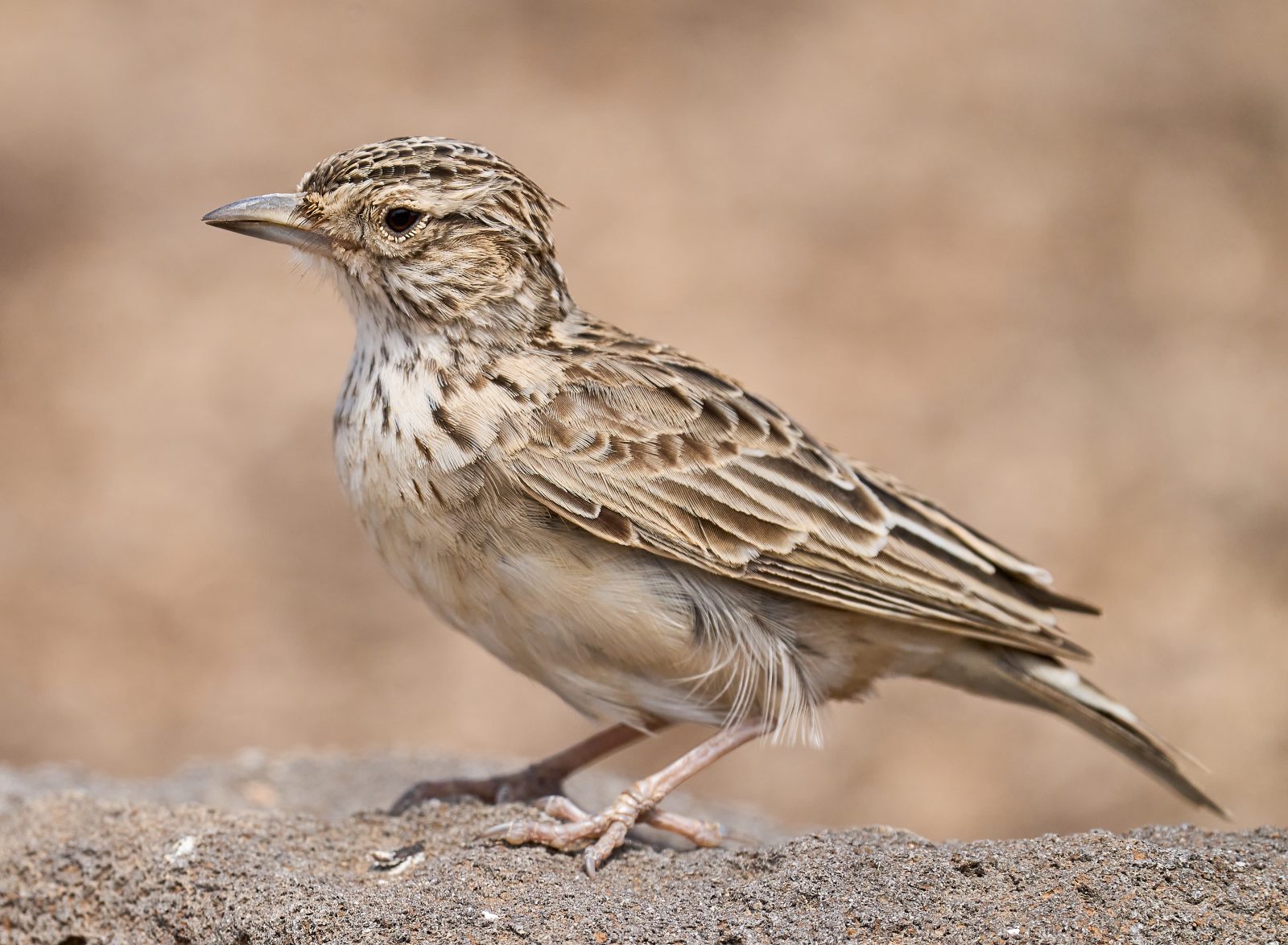 Raso Lark and Cape Verde Storm-Petrel Expedition