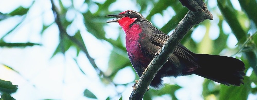Private Full-Day Birding at Rancho Primavera