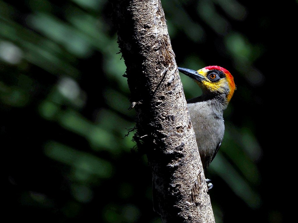 Private Full-Day Cabo Corrientes Birding Tour