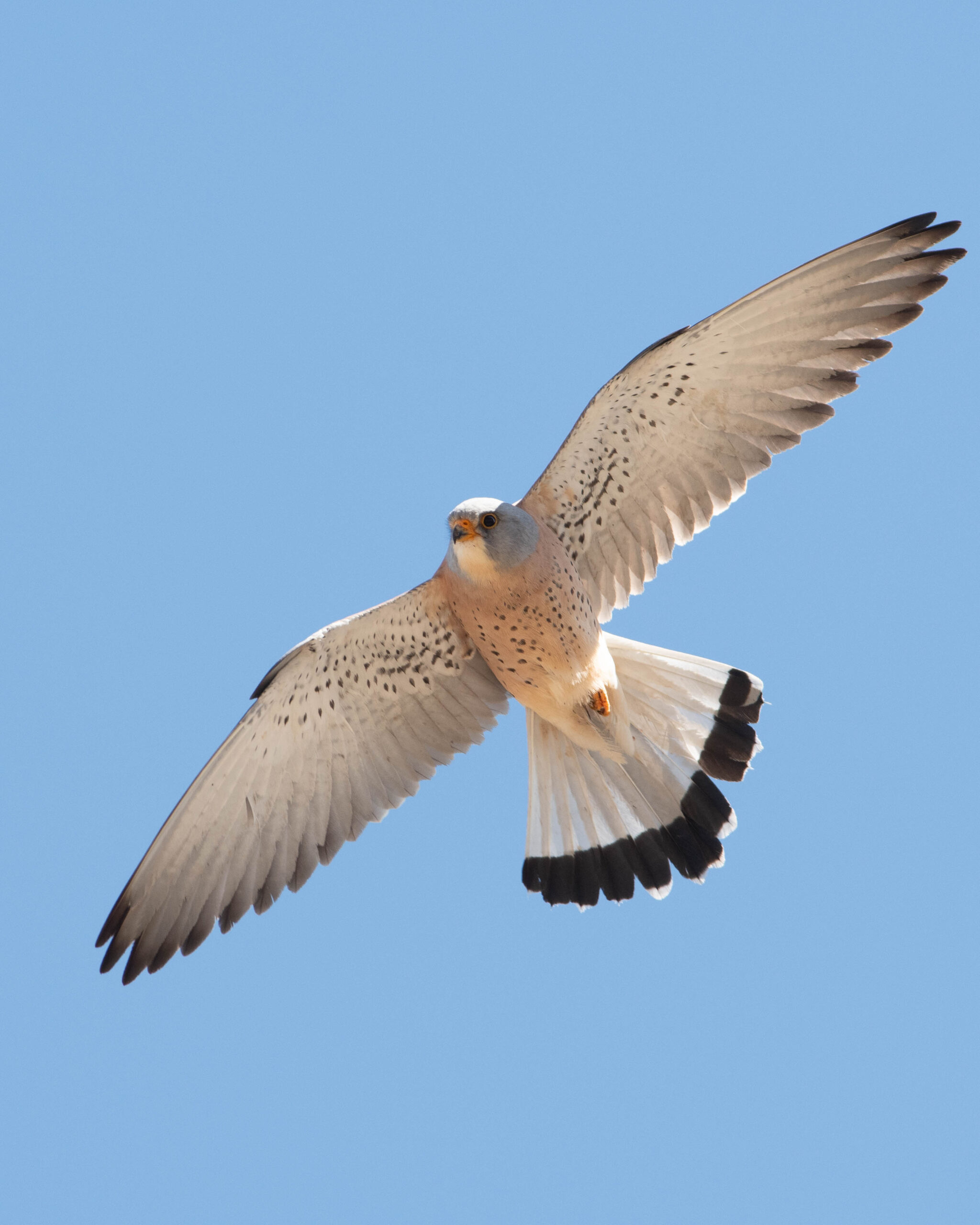Spring Migration in Central Asia Birding Tour