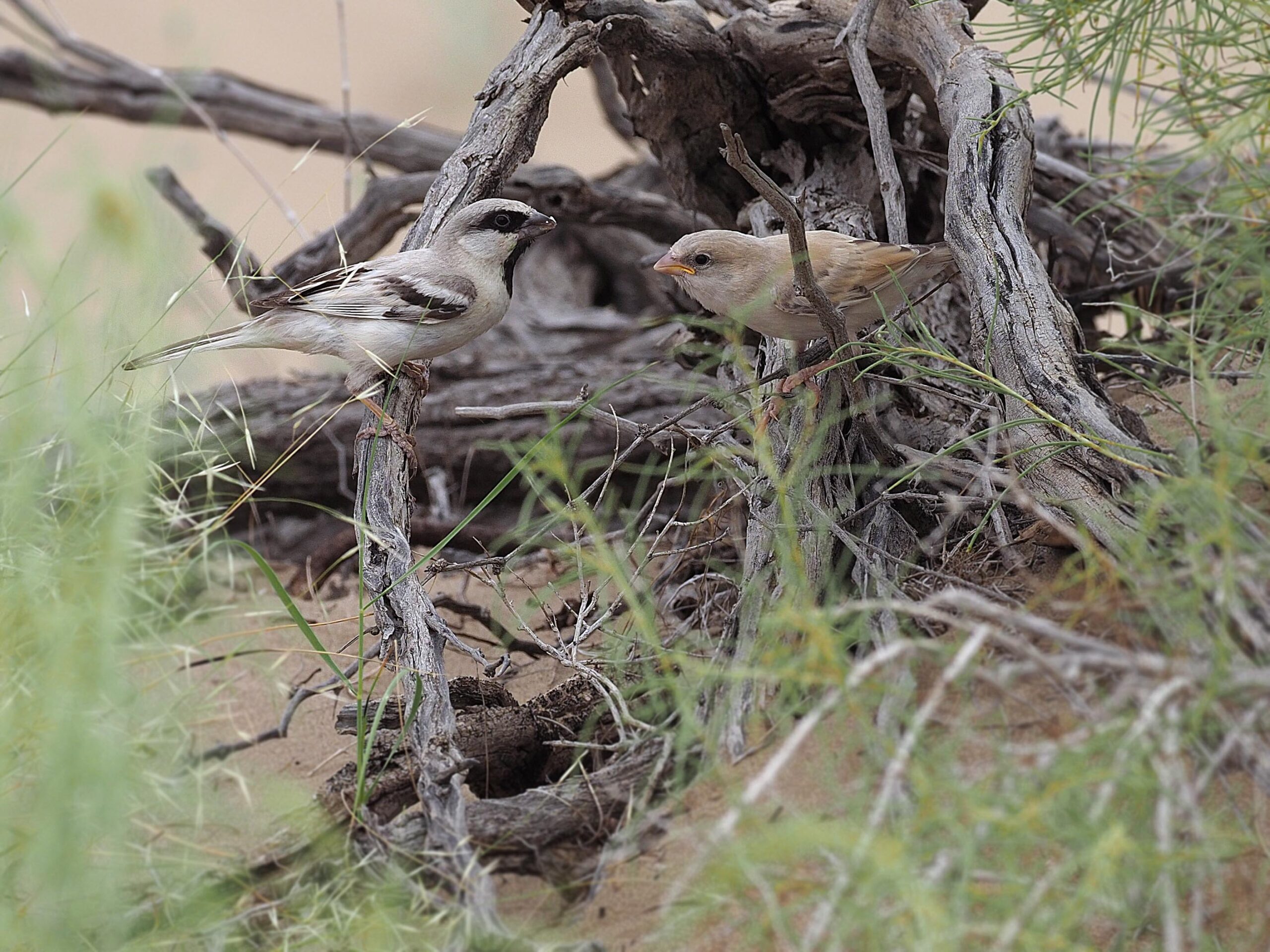 Zarudny Sparrow Expedition in Turkmenistan and Uzbekistan