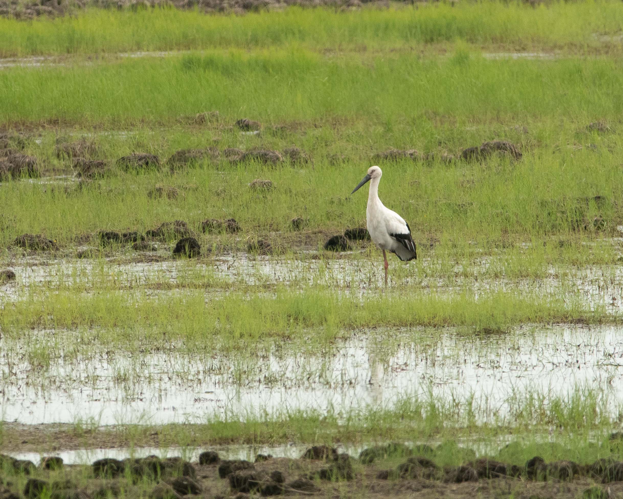 Far East Russia Birding Expedition
