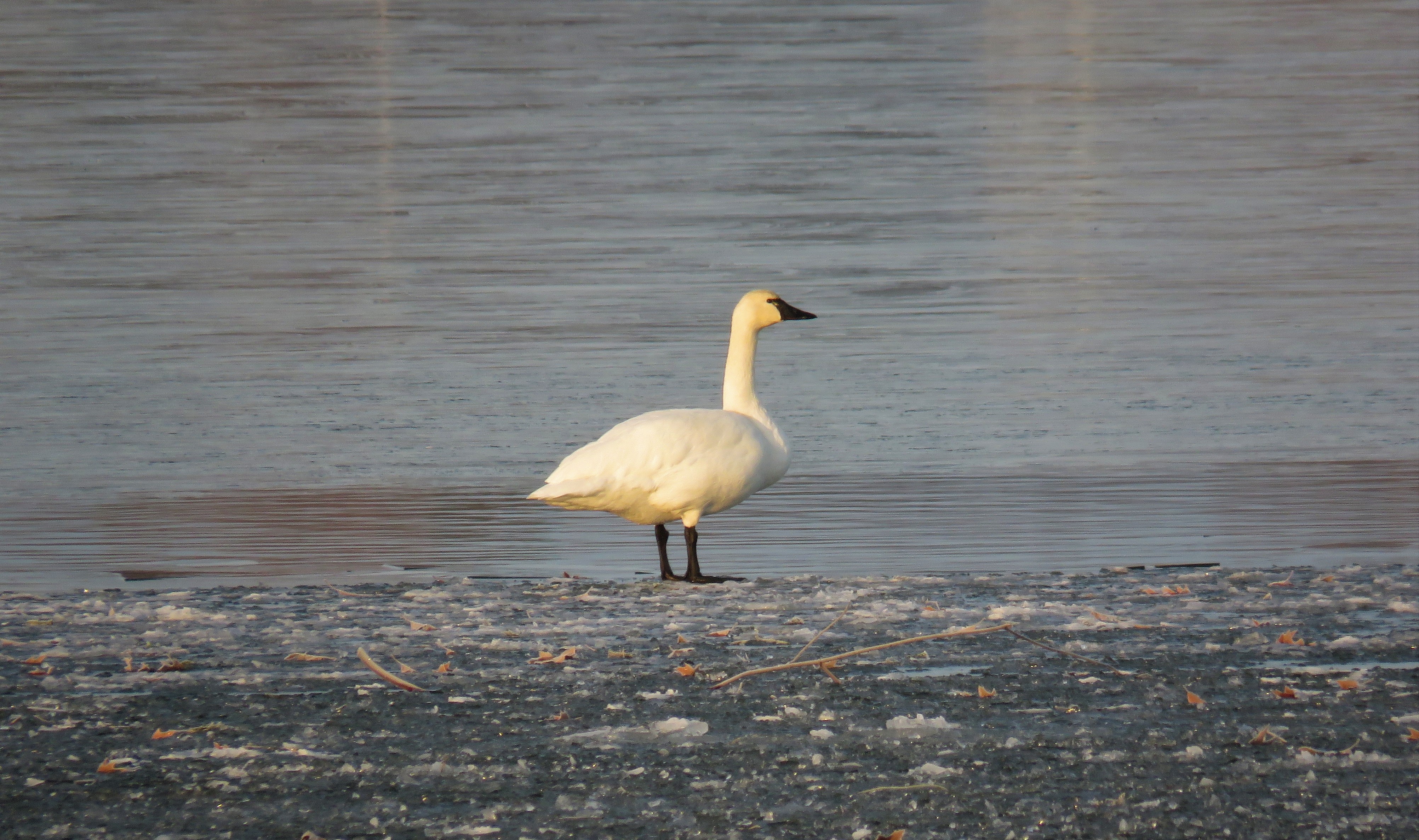 Private Full-Day Eastern Ontario Birding Tour