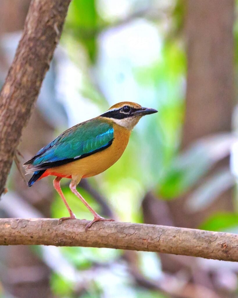 Private Full-Day Mumbai Birding Tour