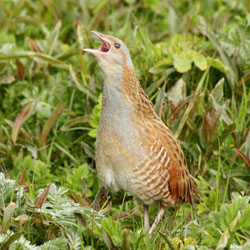 Private Full-Day Birding Tour in the Outer Hebrides