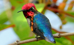 Private 10-Day Cuba Birding Journey