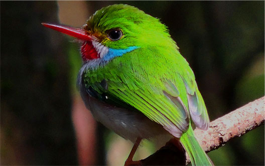 Private 8-Day Cuba Birding Tour