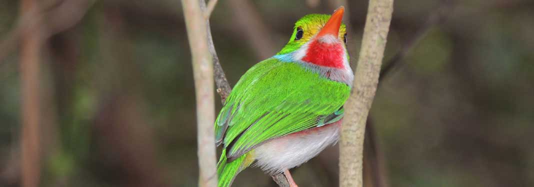 Private Zapata Swamp Custom Birding Tour