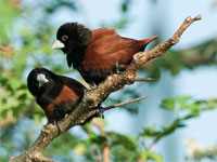 Private 21-Day Philippines Birding Journey