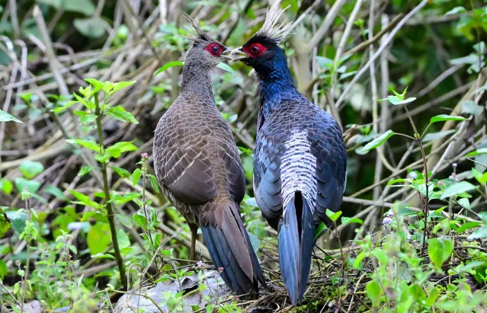 Private 10-Day North East India Birding Tour