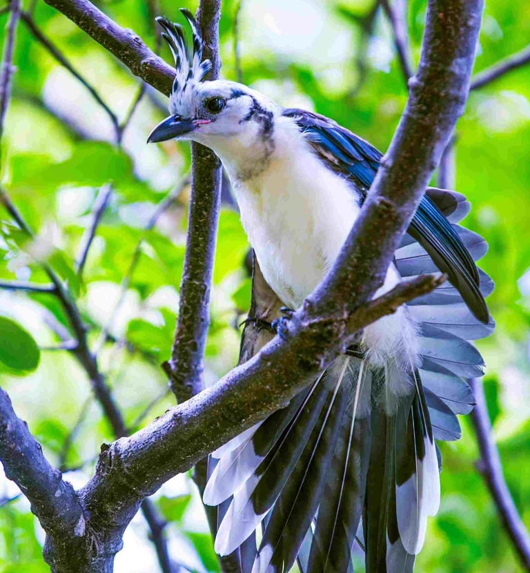 Private Urban Forest Birding Tour in San Salvador