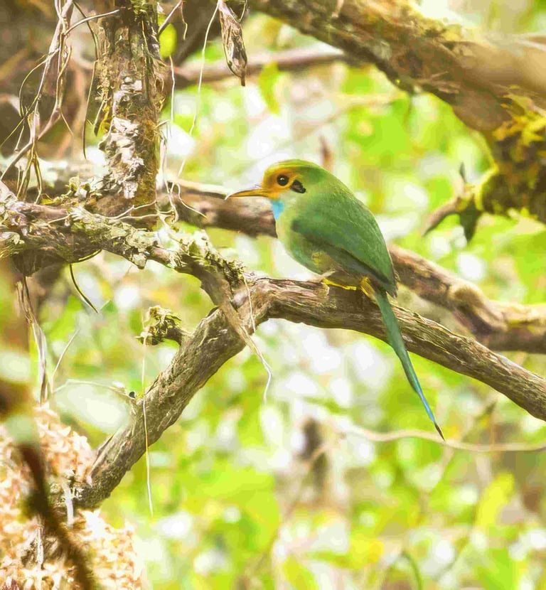 Private Two-Day Guatemala Birding Tour